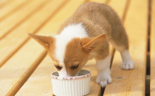 有关幼犬的饮食法则 狗狗用餐顺序的训练方法-六美集