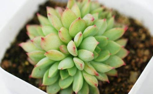 你家的花活不了 学花市选花技巧助你养好花-六美集