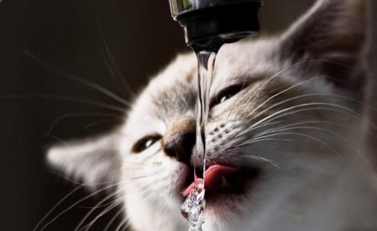 宠物猫咪不喜欢喝水不一定是病  这六种方法拯救你-六美集