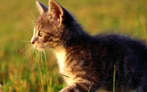 猫咪走丢了 让猫咪自己回家的技巧与注意事项-六美集
