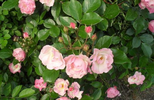 如何养殖山茶花？-六美集
