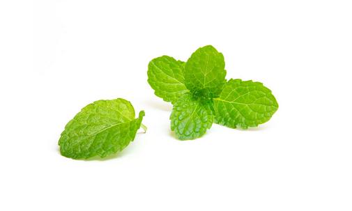 薄荷换盆移盆可以晒太阳吗?-六美集