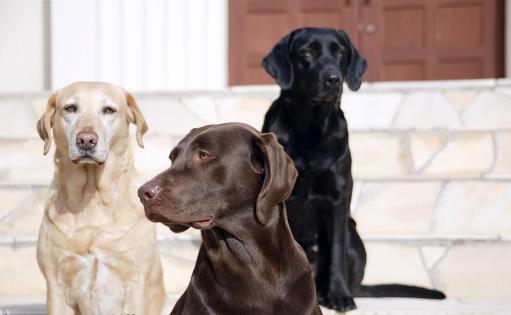 拉布拉多犬AKC标准揭秘 快来看看你家宝贝品种纯不纯-六美集