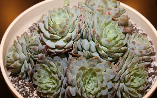 养花的误区 别再摧残你家的植物啦-六美集