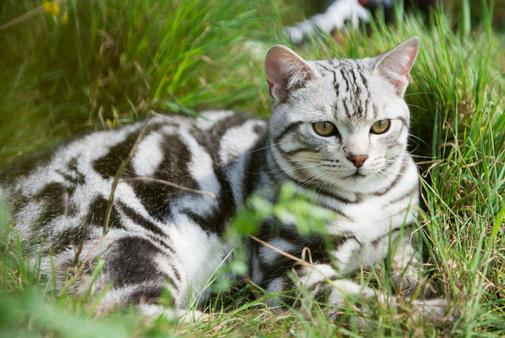 调教美国短毛猫的正确方法是什么-六美集