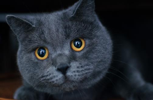 猫咪养护五注意 10种适合当家猫的猫咪大全-六美集