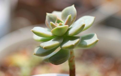 养护娇憨可爱的肉肉植物们 肉肉护理方法大全-六美集