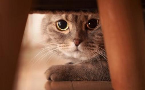 猫咪被被吓着铲屎官别坐视不管 要学会正确安抚方式-六美集