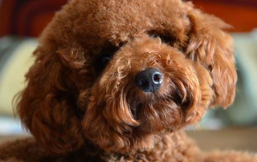 泰迪犬小巧可爱萌化内心 养泰迪必须具备的条件-六美集