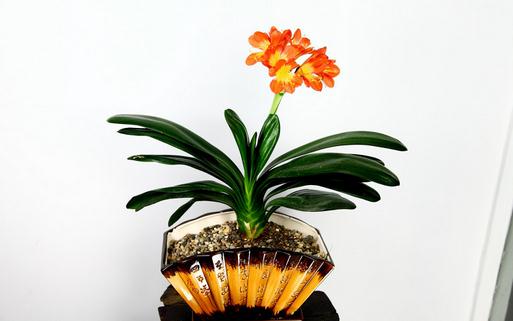 君子兰的移植方法和注意事项-六美集