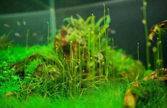 水草是什么？水草的种类和特征-六美集