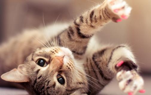 猫咪喜欢抓家具主人很苦恼 防止猫抓家具的方法介绍-六美集