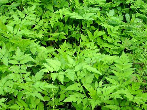 绿色植物吸收或降解土壤、地下水或大气中污染物-六美集