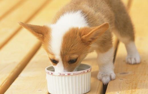 狗狗们挑食厌食的原因 避免狗挑食的解决方法-六美集