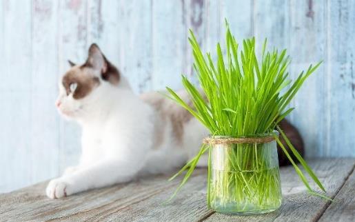 只知猫草能吐毛球可就落伍了 常见的猫咪食用植物-六美集