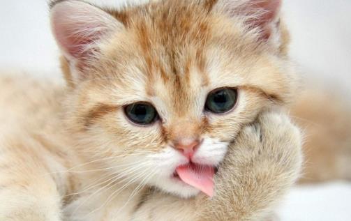 猫咪年算多大才算是长大成猫 猫咪日常喂养注意事项-六美集