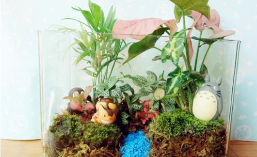 自己DIY苔藓微景观 苔藓微景观养护技巧-六美集
