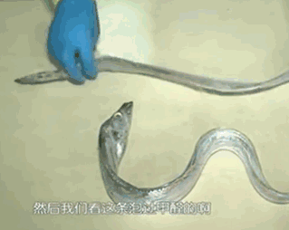 甲醛浸泡过的带鱼一碰热油就扭曲、炸裂“开花”,千万别买别吃