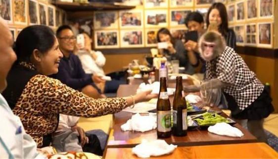 日本最火爆的餐厅之一 猴子当服务生,报酬只要香蕉-六美集