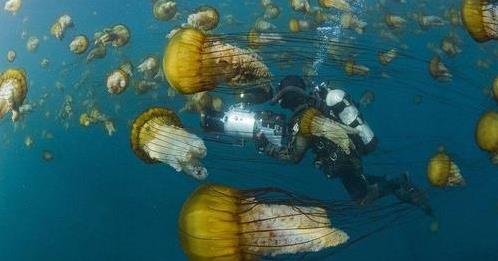 马里亚纳海沟恐怖 曾潜入海底研究员不敢再去这海域-六美集