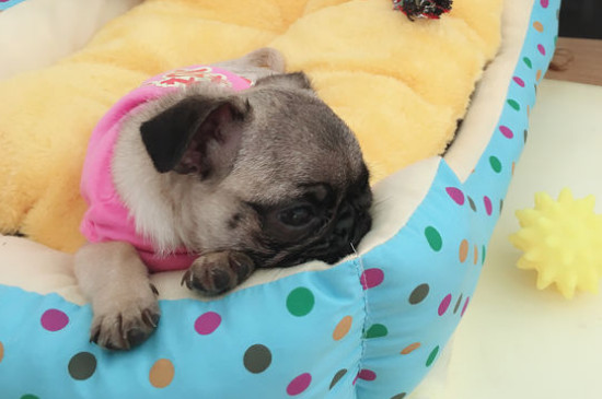 巴哥犬刚开始养就后悔-六美集