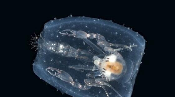 深海100000米以下生物【图片】-六美集