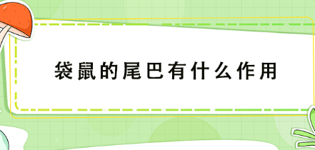 袋鼠的尾巴有什么作用-六美集