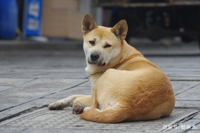 为什么土狗不用打疫苗-六美集