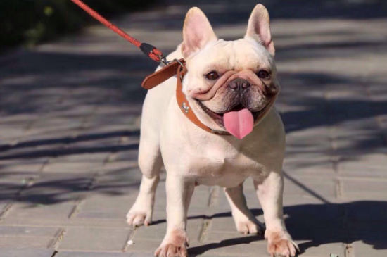 法斗犬的优缺点-六美集